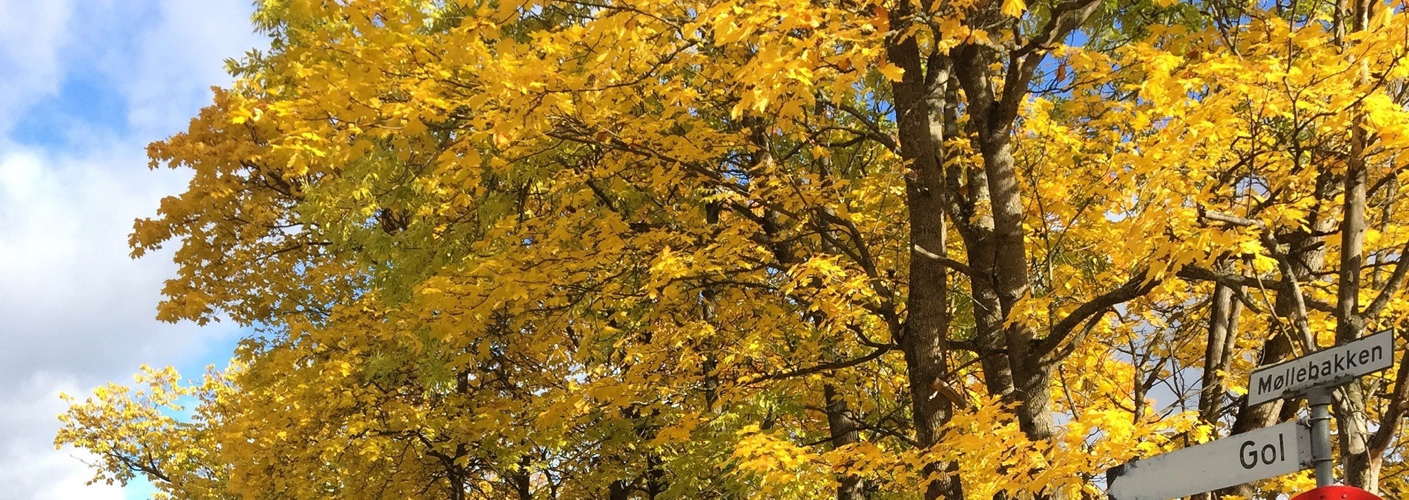 Bilete av somarblomster