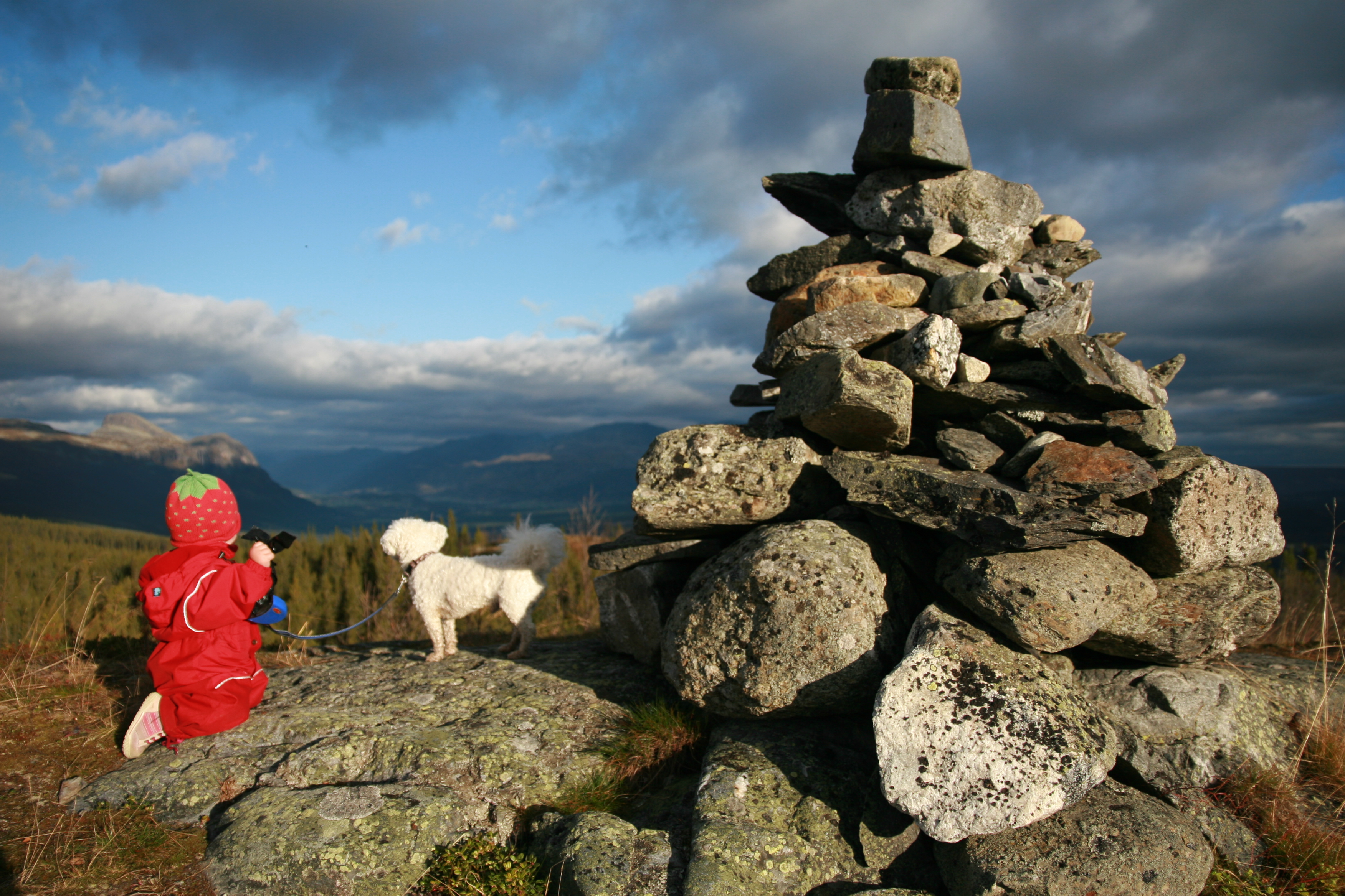 Bilete av somarblomster