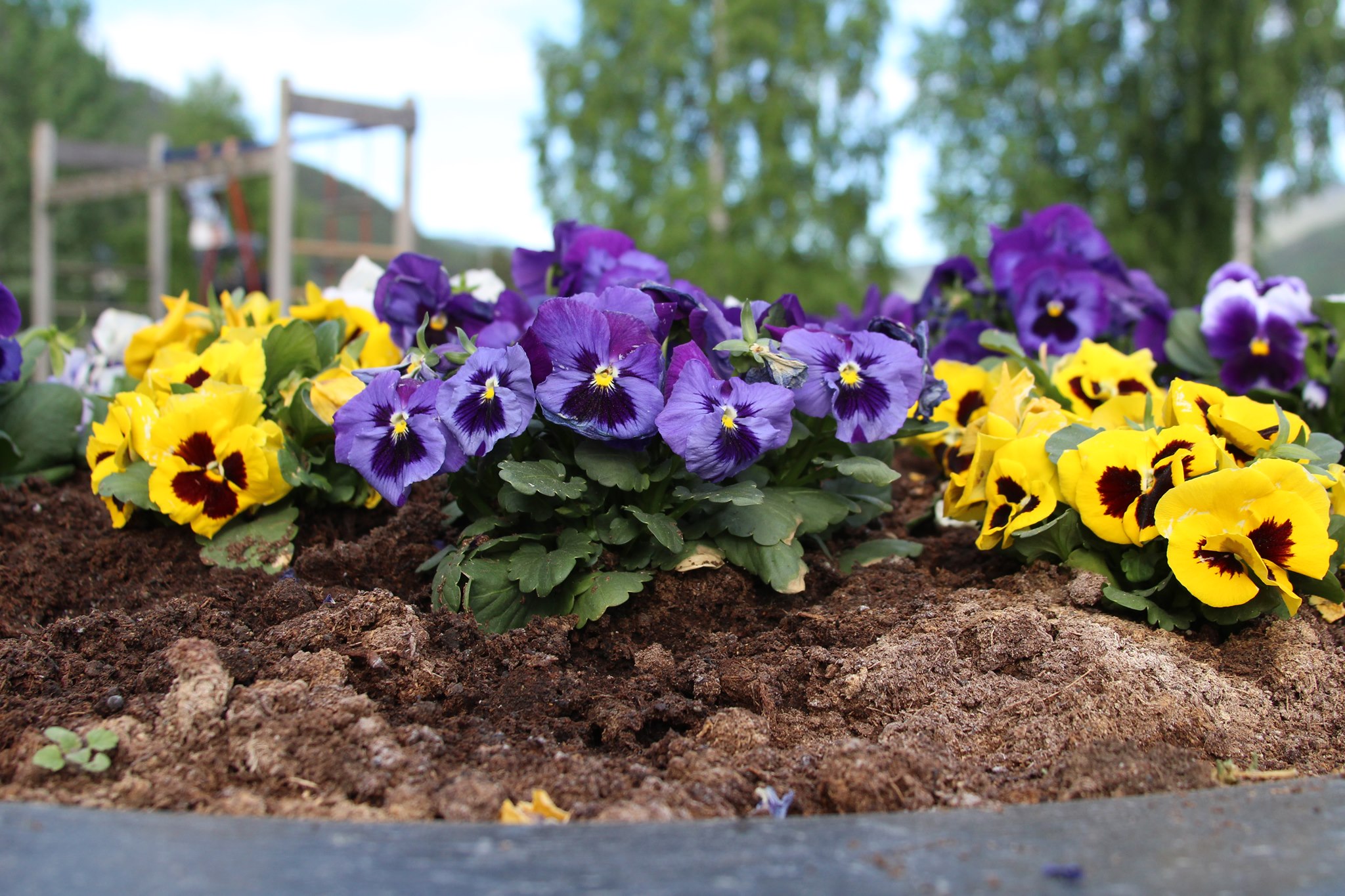 Bilete av blomster frå lekeparken i Gol